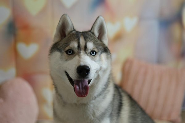 Collier connecté pour chien : sécurité et santé en un seul appareil