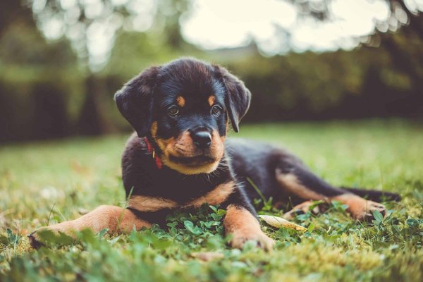 Quelles sont les meilleures techniques d'apprentissage précoce pour un chiot de race Rottweiler?