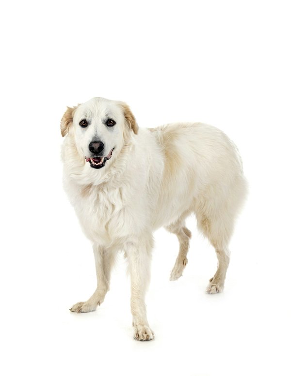 Top 5 huiles essentielles bénéfiques pour la santé des chiens